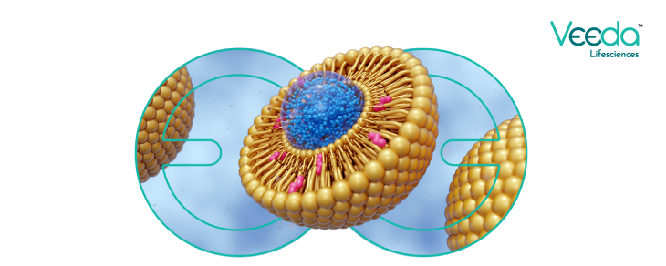 Tissue distribution of lipsomal drugs